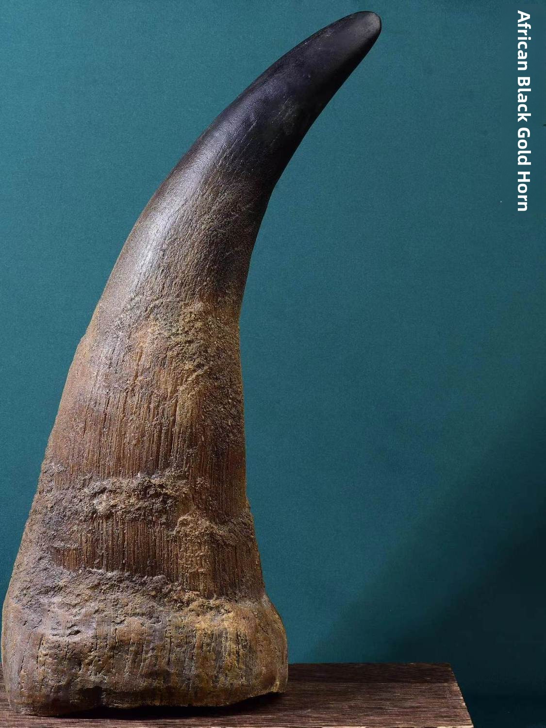 Musical Instrument Africa - Natural African Large Horned Ivory Carving
